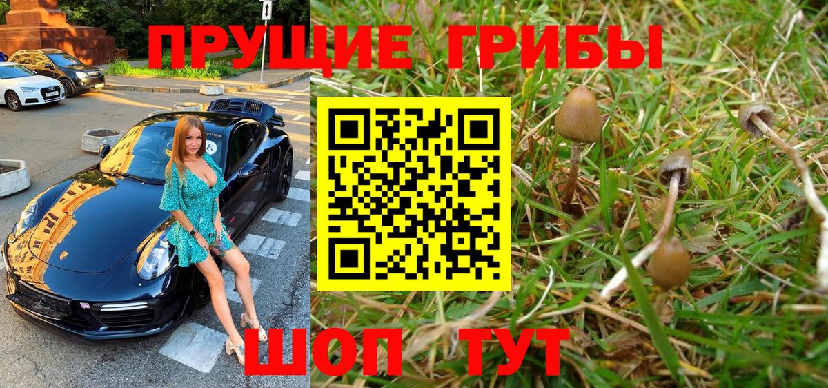 Галлюциногенные грибы Psilocybine cubensis Жуковский
